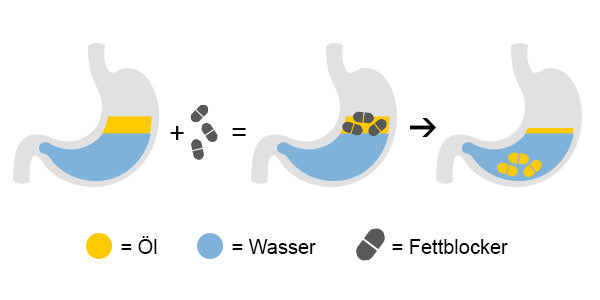 Wirkung von den BEAVITA Fettblockern auf das Nahrungsfett im Magen 