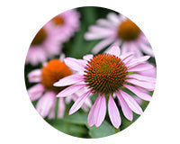 Echinacea